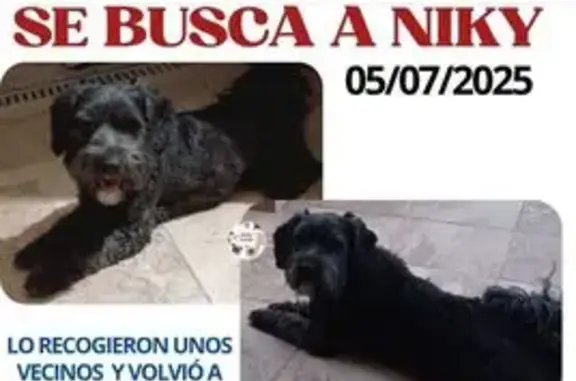Perro Negro Perdido en Valdenuño Fernández