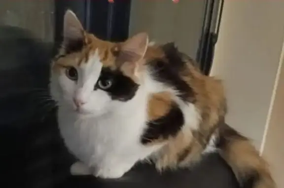 ¡Gata Perdida! Blanca con Manchas en Zaragoza