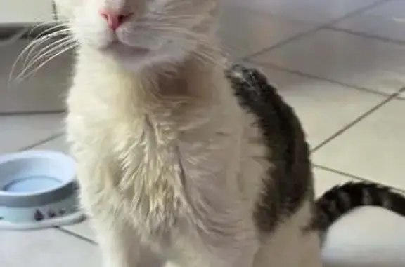 Chatte Maya perdue à Hénin-Beaumont - photo