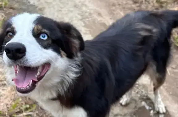 Perro Perdido en Begonte: Kaira, Ojos Bicolor