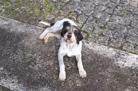 Chien perdu Saint-Yrieix-sur-Charente, photo : Griffon bleu perdue, rue de l'Épineuil