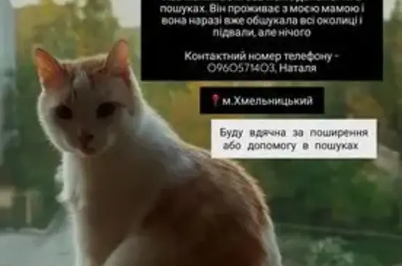 Зникла кішка: вулиця Панаса Мирного, Хмельницький - photo