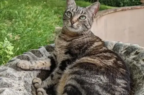Animaux perdus Aixe-sur-Vienne, photo: Chatte perdue à Aixe-sur-Vienne