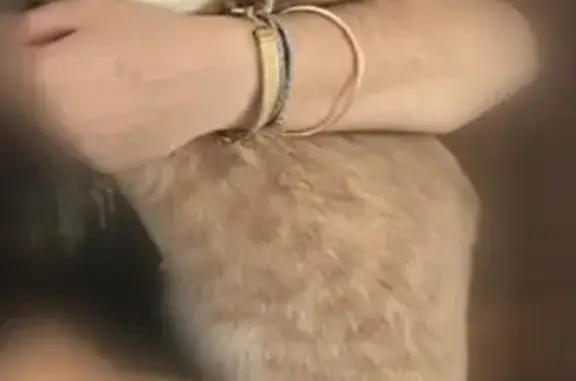 Chat perdu : Tilly, robe blanche et beige - photo