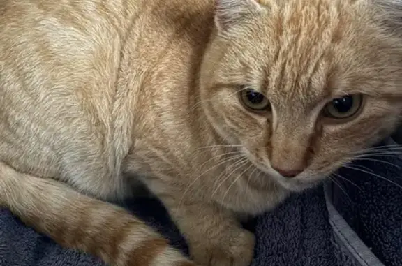 Found: Injured Ginger Cat, Old...