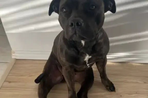 Lost Brindle Staffy in Ipswich - Help!