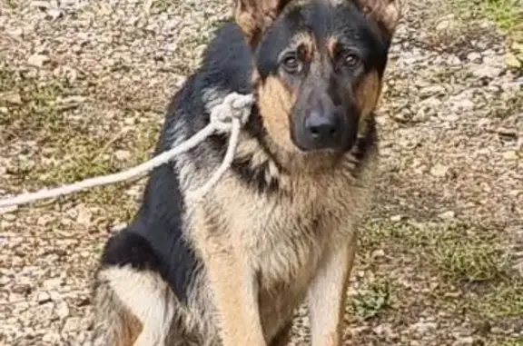 Chien trouvé Bû, photo: Jeune Berger allemand noir et feu trouvé