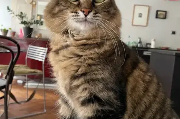 Chat perdu, Paris, photo: Chatte perdue Rue Saint-Georges, Paris