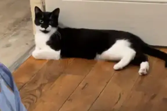 Animaux perdus Villeurbanne, photo: Chatte perdue, craintive et blessée