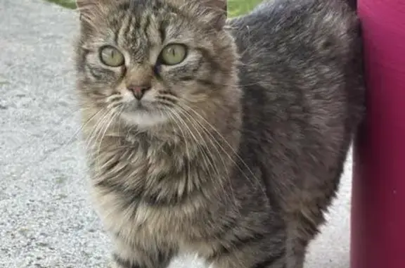 Chat trouvé , photo: Jeune chat mâle trouvé, craintif, Assevent
