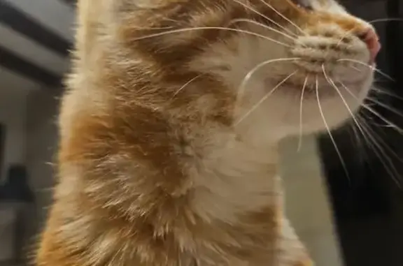 Chat castré roux perdu à Château-la-Vallière - photo