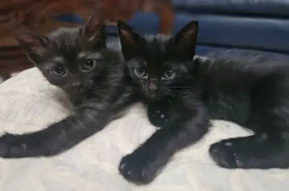 ¡Adopta un Gatito Amable en Ma...