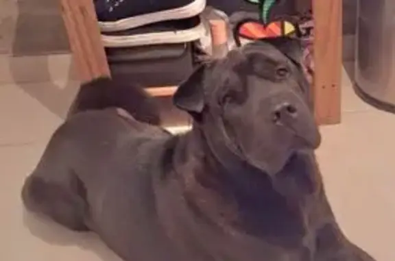 cachorro desaparecida