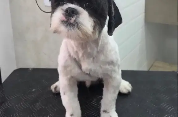 cachorro desaparecida