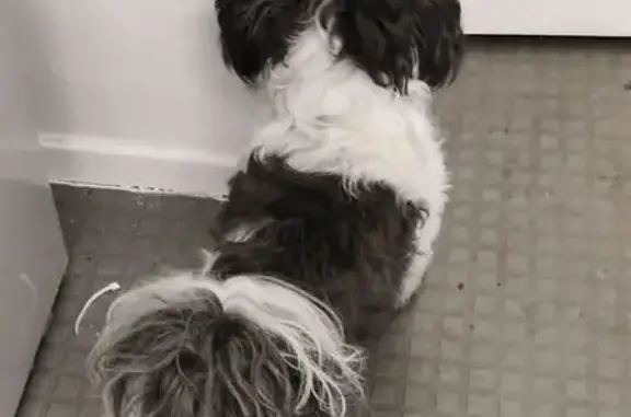 Found pets London, photo: Energetic Dog Found on Saint Helena Rd