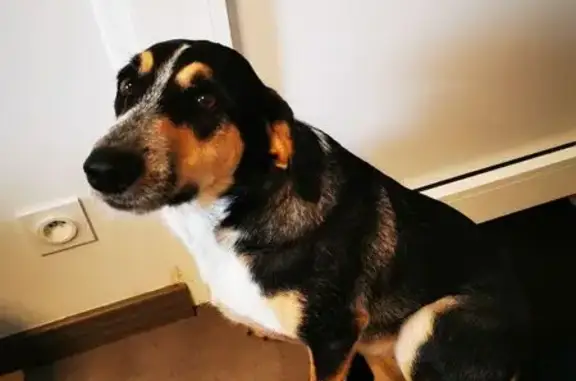 Chien trouvé , photo: Chiens tricolores trouvés à Hautefage-la-Tour