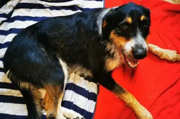 Chien trouvé , photo: Deux chiens tricolores trouvés à Hautefage