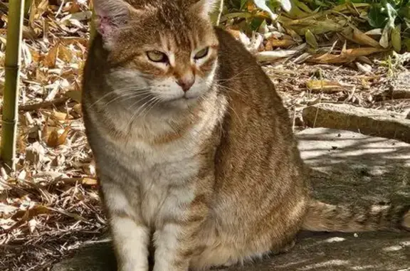 Animaux trouvés Nîmes, photo: Chatte beige et blanche trouvée à Nîmes
