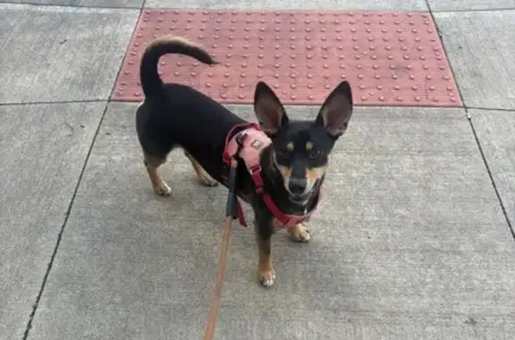 Skittish Lost Dog: Black & Brown, 25lbs