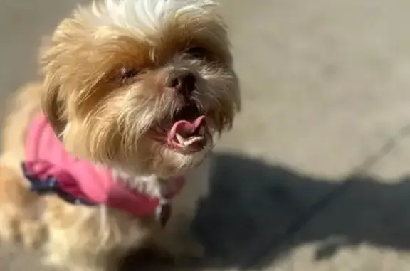 Lost Tan & White Dog on Foxwood Drive