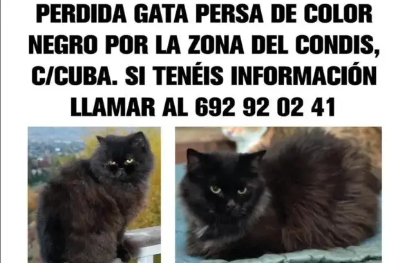 Se Busca: Gata Persa Negra Per...