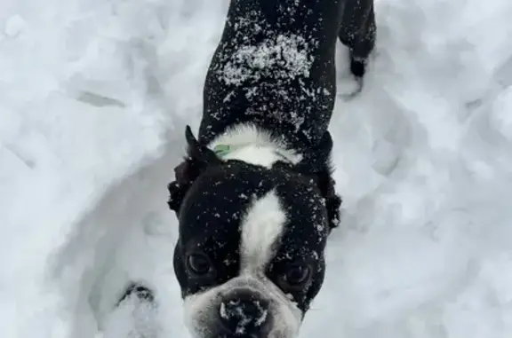 Lost and found pets Brookfield, photo: Friendly Boston Terrier Lost on Brookfield