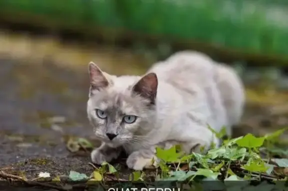 Chatte blanche/grise perdue à Joué-lès-Tours - photo