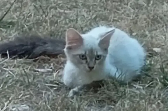 Chaton siamois perdu à Villeneuve-sur-Lot - photo