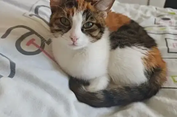 Animaux perdus Chauvigny, photo: Petite chatte perdue à Chauvigny