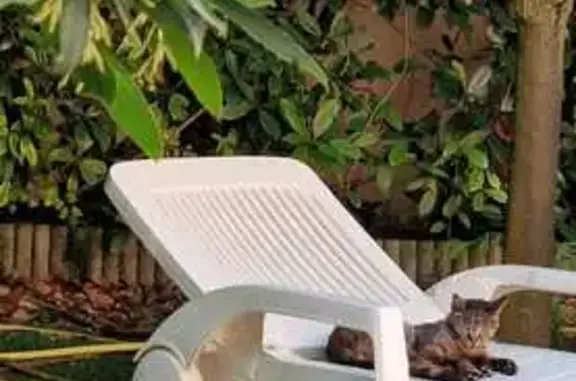 Chat errant apeuré trouvé à Fréjus - photo