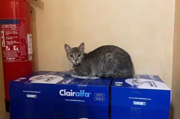 Animaux trouvés Seignelay, photo: Chat tigré trouvé à l'office notarial