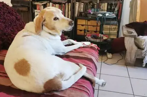 Chien perdu Laroque-des-Albères, photo : Chien perdue 16 ans, blanche et beige