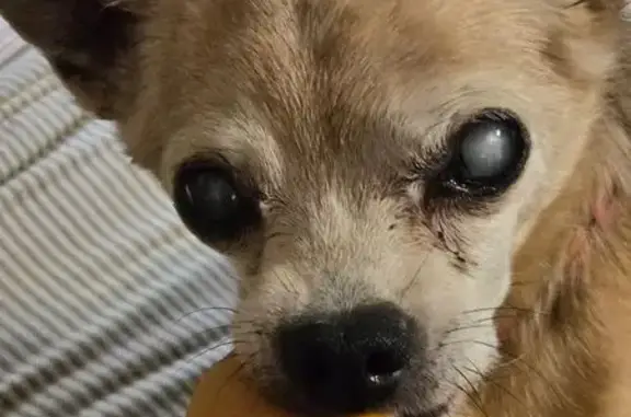 Help Find Zach: Blind, Deaf, Needs Meds