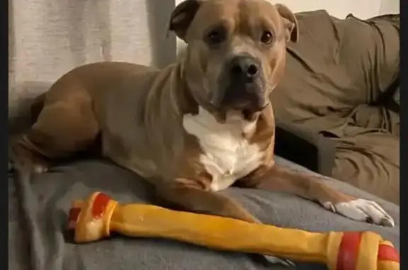 Lost and found pets Apple Valley, photo: Lost Tan Dog: Friendly, Needs Help!