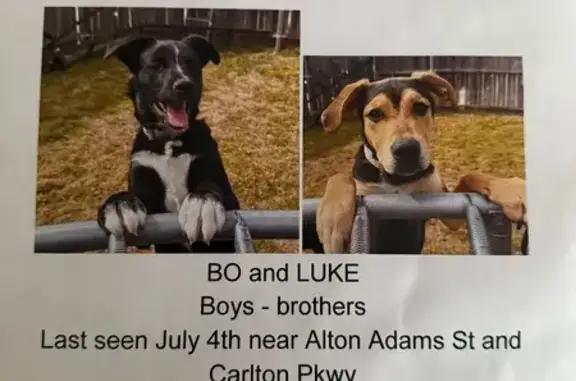 Lost Border Collies on Buckingham Dr
