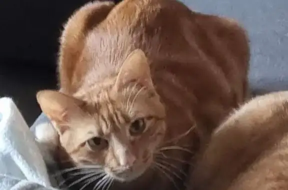 Chat perdu, Brive-la-Gaillarde, photo: Chat Perdu: Peureux, Rue Desmoulins, Brive