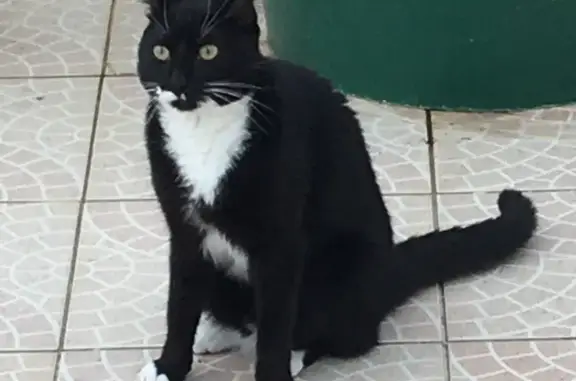 Chatte perdue, noire et blanche, Saintes - photo