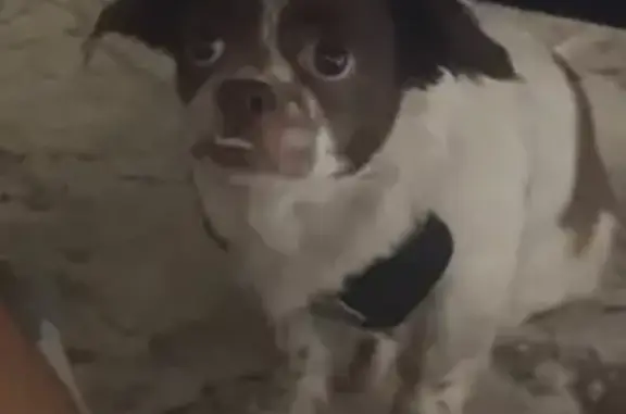 Lost Dog: Underbite & Flared Tail Found!