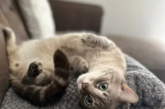 Chat perdu à Pusey : petit et affectueux - photo