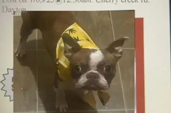 Help Find Know: Lost Boston Terrier