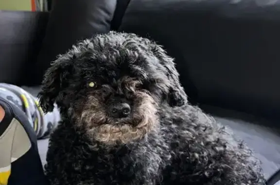 Lost pets Steward, photo: Lost: Friendly Black Dog, Gurler Road