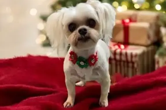 Missing dog Greenbrier, photo: Lost Beige Shih Tzu Mix on Burnett Rd