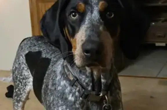 Lost Bluetick Dog: Orange Collar, Attic Rd