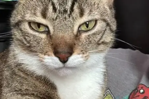 Missing Tabby: Help Find Khoppa!