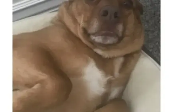 Lost Red Heeler 'Sunday' in Columbia Area