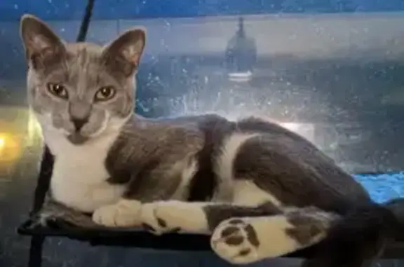 Lost Friendly Male Cat in Mansfield, NJ