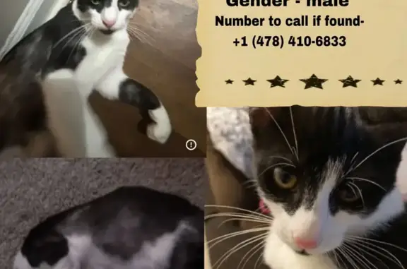 Lost Chunky Black & White Cat on Laclaire