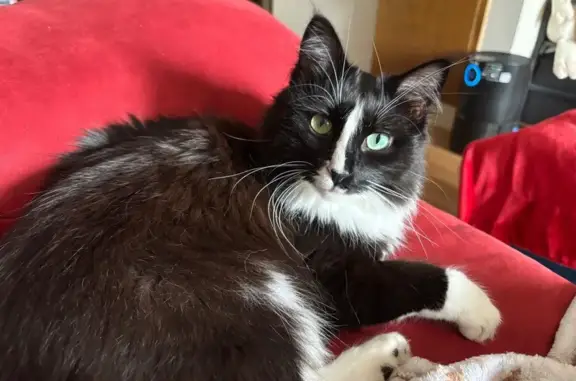 Lost and found pets Wichita, photo: Lost Tuxedo Cat on N. Sheridan St, Wichita