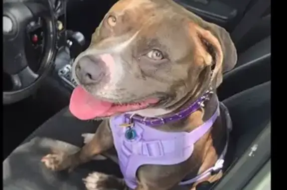 Lost and found pets Kansas City, photo: Lost Brown Pitbull: Blue Ridge Blvd