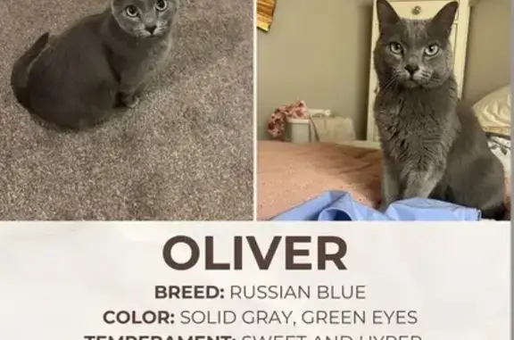Lost and found pets Park City, photo: Lost Gray Cat: Friendly Oliver Missing